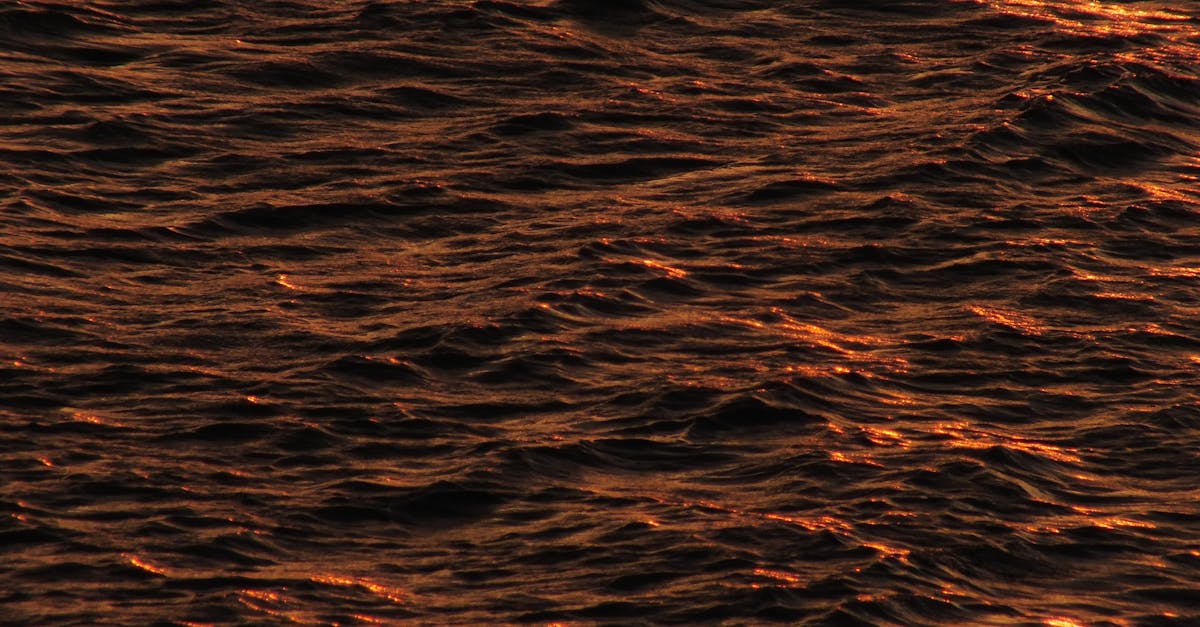 Gold Coast’s Hidden Gems for Vegetarian Food Lovers